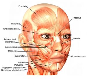 facial muscles