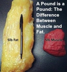 fat v/s muscle